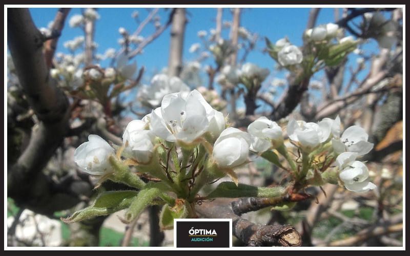 Una primavera perfecta con Óptima Audición